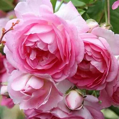 Саженцы роз ЖАСМИНА плетистая  Саженцы роз ЖАСМИНА плетистая в Санкт-Петербурге