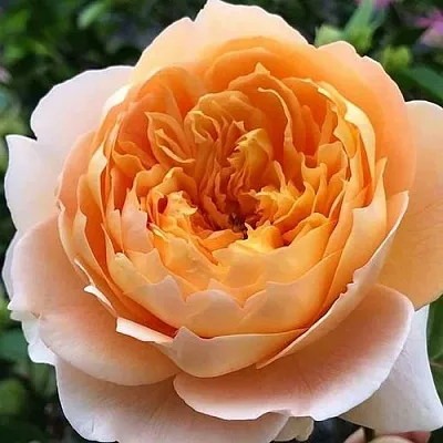 Саженцы роз ЭФФИ чайно-гибридная  Саженцы роз ЭФФИ чайно-гибридная в Санкт-Петербурге