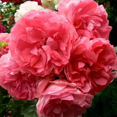 Саженцы роз РОЗЕУМ ЮТЕРСОН плетистая в Санкт-Петербурге