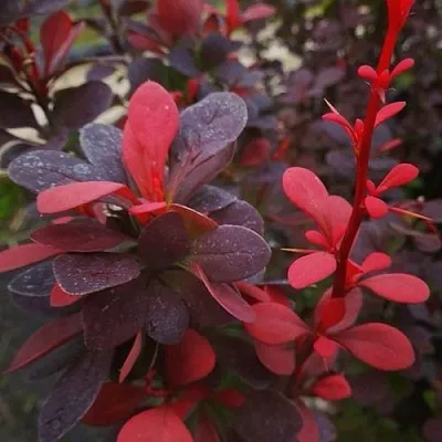 Барбарис РЕД ПИЛЛАР тунберга в Санкт-Петербурге