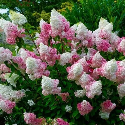 Гортензия  Гортензия в Санкт-Петербурге