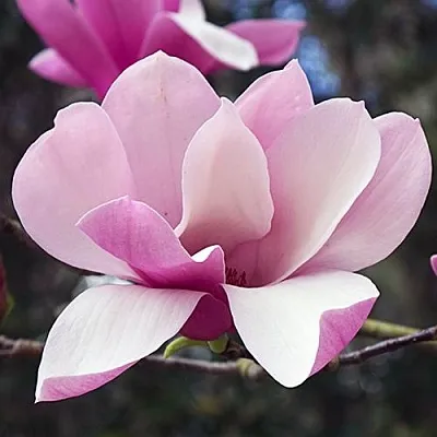 Магнолия РИККИ  Магнолия РИККИ в Санкт-Петербурге