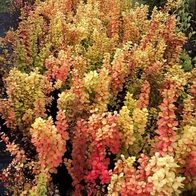 Барбарис САММЕР САНСЕТ тунберга в Санкт-Петербурге