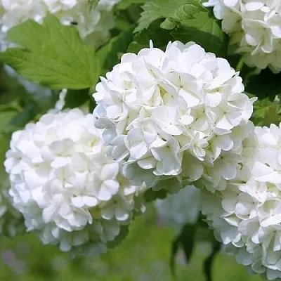 Калина декоративная  Калина декоративная в Санкт-Петербурге