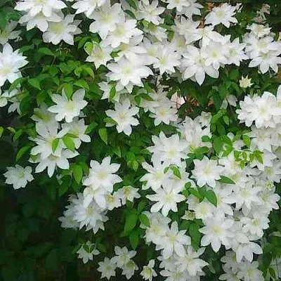 Клематис ТОКИ  Клематис ТОКИ в Санкт-Петербурге