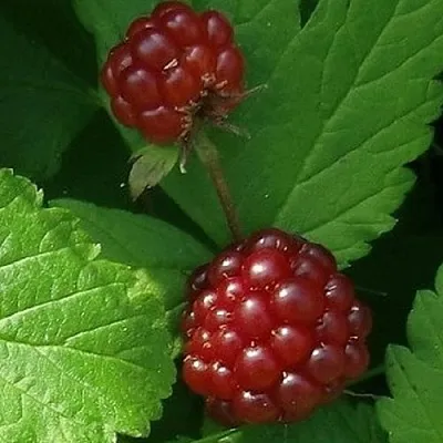 Княженика КЛОН  Княженика КЛОН в Санкт-Петербурге