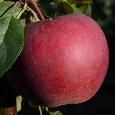 Яблоня БЕЛОРУССКОЕ СЛАДКОЕ в Санкт-Петербурге