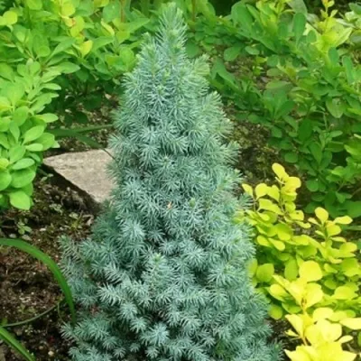 Ель КОНИКА сизая — описание сорта Ель КОНИКА сизая в Санкт-Петербурге