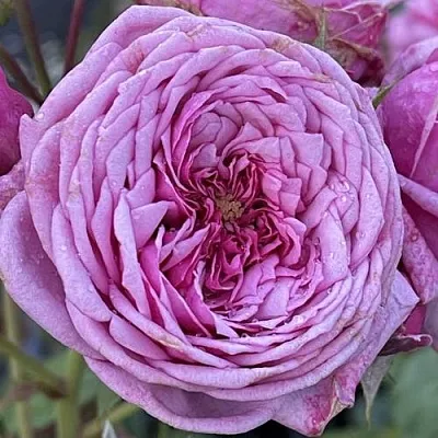 Саженцы роз ДЬЮРАНС АНСЬОН шраб  Саженцы роз ДЬЮРАНС АНСЬОН шраб в Санкт-Петербурге