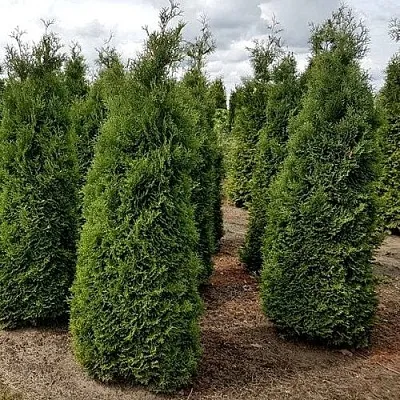 Туя ХОЛМСТРУП западная  Туя ХОЛМСТРУП западная в Санкт-Петербурге