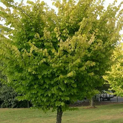 Вяз обыкновенный в Санкт-Петербурге