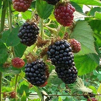 Ежевика ЧЕСТЕР бесшипная  Ежевика ЧЕСТЕР бесшипная в Санкт-Петербурге
