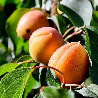 Абрикос БАЙ  Абрикос БАЙ в Санкт-Петербурге