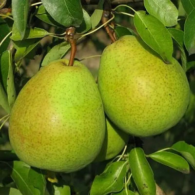 Груша НАЙТ-ВЕРТ колонновидная  Груша НАЙТ-ВЕРТ колонновидная в Санкт-Петербурге