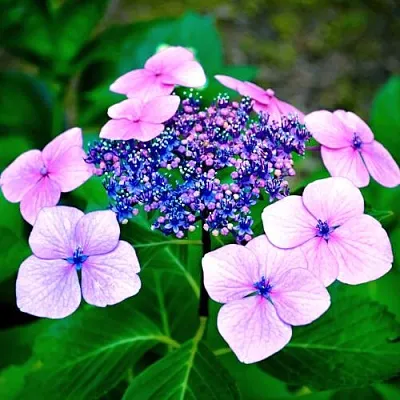 Гортензия БЛЮБЕРД пильчатая  Гортензия БЛЮБЕРД пильчатая в Санкт-Петербурге