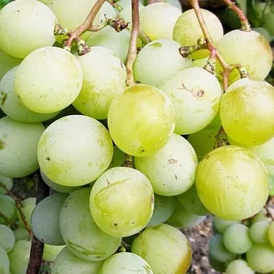 Виноград КЕША МУСКАТ  Виноград КЕША МУСКАТ в Санкт-Петербурге