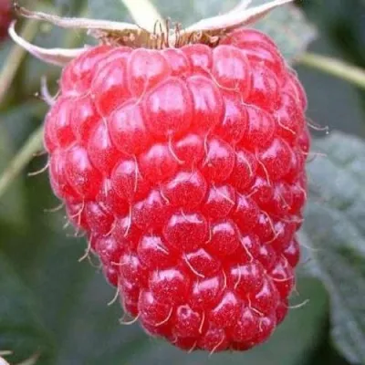 Малина БРУСВЯНА — описание сорта Малина БРУСВЯНА в Санкт-Петербурге