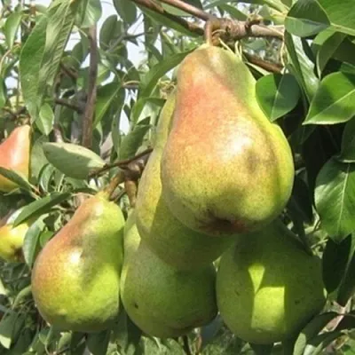 Груша ДЕЛЬБАРЬЮ в Санкт-Петербурге