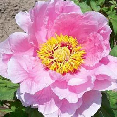 Пион МАРАМАЦУ-ЗАКУРА древовидный  Пион МАРАМАЦУ-ЗАКУРА древовидный в Санкт-Петербурге