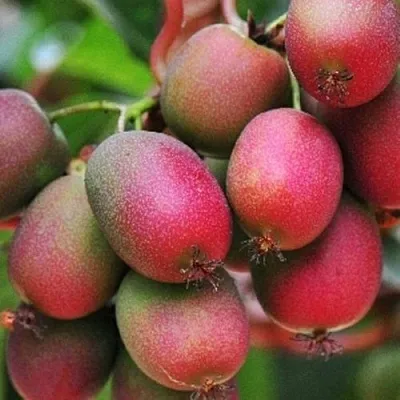 Актинидия ВЕЙКИ аргута  Актинидия ВЕЙКИ аргута в Санкт-Петербурге