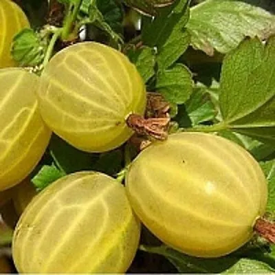 Крыжовник ЯРОВОЙ  Крыжовник ЯРОВОЙ в Санкт-Петербурге