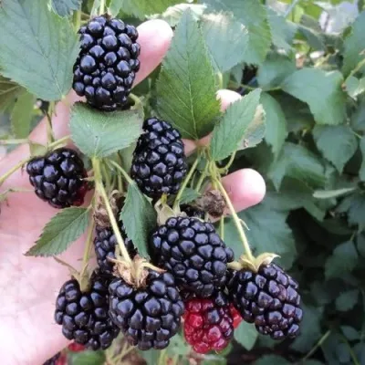 Ежевика ОУАЧИТА бесшипная — описание сорта Ежевика ОУАЧИТА бесшипная в Санкт-Петербурге