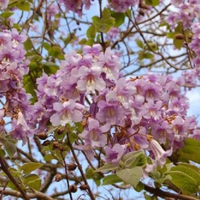 Павлония ПАО ТОГН Z07 — описание сорта Павлония ПАО ТОГН Z07 в Санкт-Петербурге