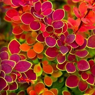 Барбарис ОРАНЖ САНРАЙЗ тунберга в Санкт-Петербурге