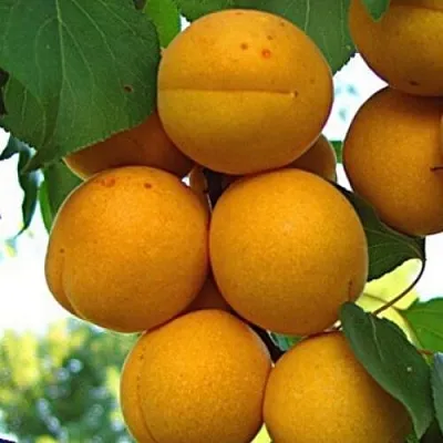 Абрикос ОНТАРИО  Абрикос ОНТАРИО в Санкт-Петербурге