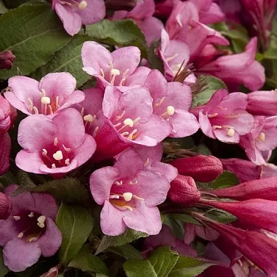 Вейгела ФЛОРИДА  Вейгела ФЛОРИДА в Санкт-Петербурге