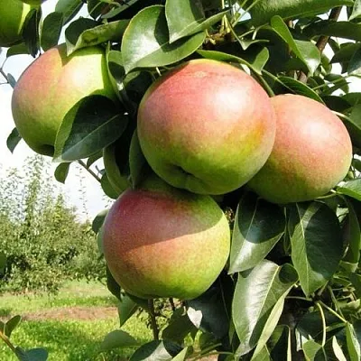 Груша КУПАЛА в Санкт-Петербурге