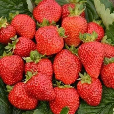 Клубника САН АНДРЕАС ремонтантная  Клубника САН АНДРЕАС ремонтантная в Санкт-Петербурге