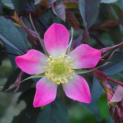 Саженцы роз сизая — описание сорта Саженцы роз сизая в Санкт-Петербурге