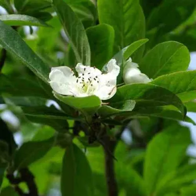 МУШМУЛА  — описание сорта МУШМУЛА  в Санкт-Петербурге