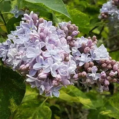 Сирень АУКУБАФОЛИЯ  Сирень АУКУБАФОЛИЯ в Санкт-Петербурге