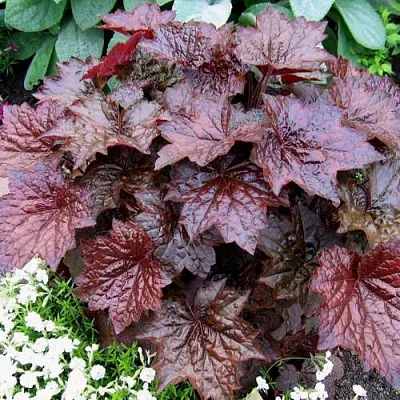 Гейхера ПАЛАС ПУРПЛ  Гейхера ПАЛАС ПУРПЛ в Санкт-Петербурге