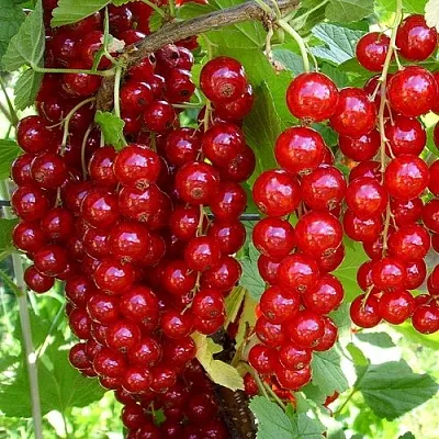 Смородина красная ЙОНКЕР ВАН ТЕТС  Смородина красная ЙОНКЕР ВАН ТЕТС в Санкт-Петербурге