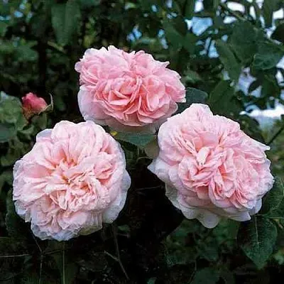 Саженцы роз КЛЭР РОУЗ английская  Саженцы роз КЛЭР РОУЗ английская в Санкт-Петербурге