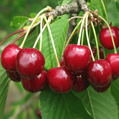 Черешня ГРОНКОВАЯ в Санкт-Петербурге