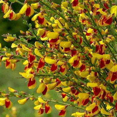 Ракитник  Ракитник в Санкт-Петербурге