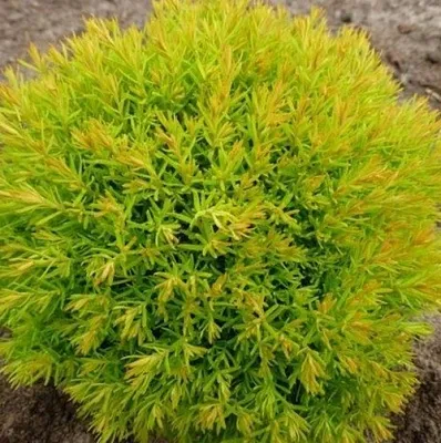 Туя АННИЕК западная  Туя АННИЕК западная в Санкт-Петербурге