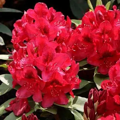 Рододендрон МАТАДОР  Рододендрон МАТАДОР в Санкт-Петербурге