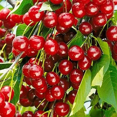 Вишня БРУСНИЦЫНА степная в Санкт-Петербурге