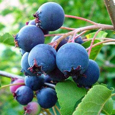 Ирга ПЕМБИНА в Санкт-Петербурге