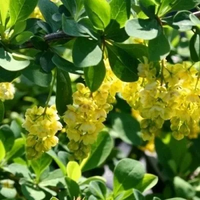 Барбарис ИНДИАН САММЕР  в Санкт-Петербурге