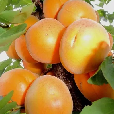 Абрикос ДЕСЕРТНЫЙ  Абрикос ДЕСЕРТНЫЙ в Санкт-Петербурге