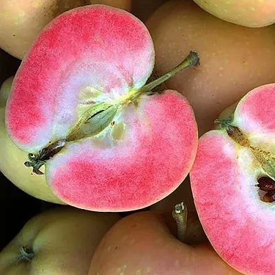 Яблоня ПИНК ПЕРЛ  Яблоня ПИНК ПЕРЛ в Санкт-Петербурге