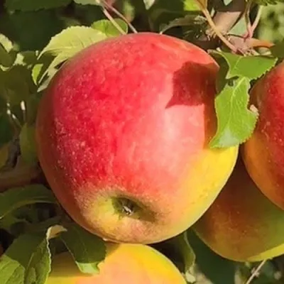 Яблоня САКАВИТА в Санкт-Петербурге