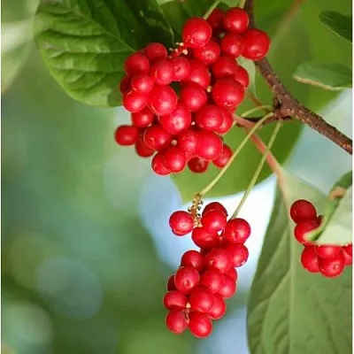 Лимонник ДЕБЮТ китайский  Лимонник ДЕБЮТ китайский в Санкт-Петербурге