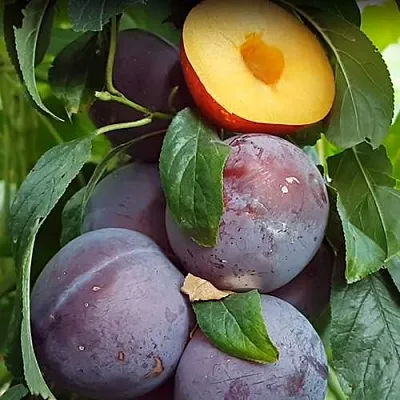 НЕКТАПРИУМ  НЕКТАПРИУМ в Санкт-Петербурге